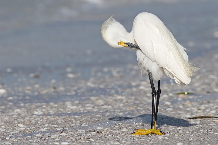 Schmuckreiher Egretta thula Snowy Egret 